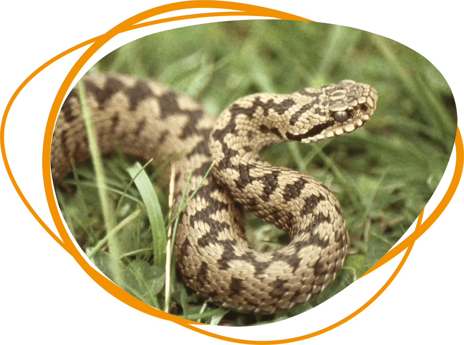 Header Blog - Gevaarlijke dieren in Nederland