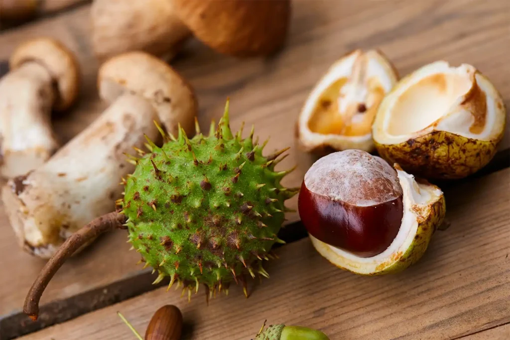 Blog - Kastanjes en paddenstoelen in de herfst